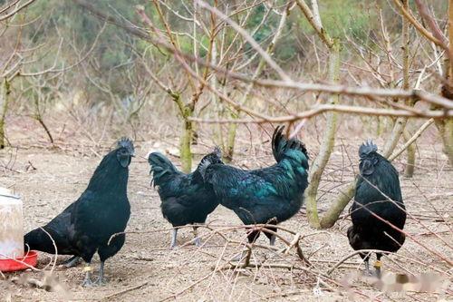 吃鸡瓜的网红叫什么名字,揭秘“吃鸡瓜”网红的爆红之路